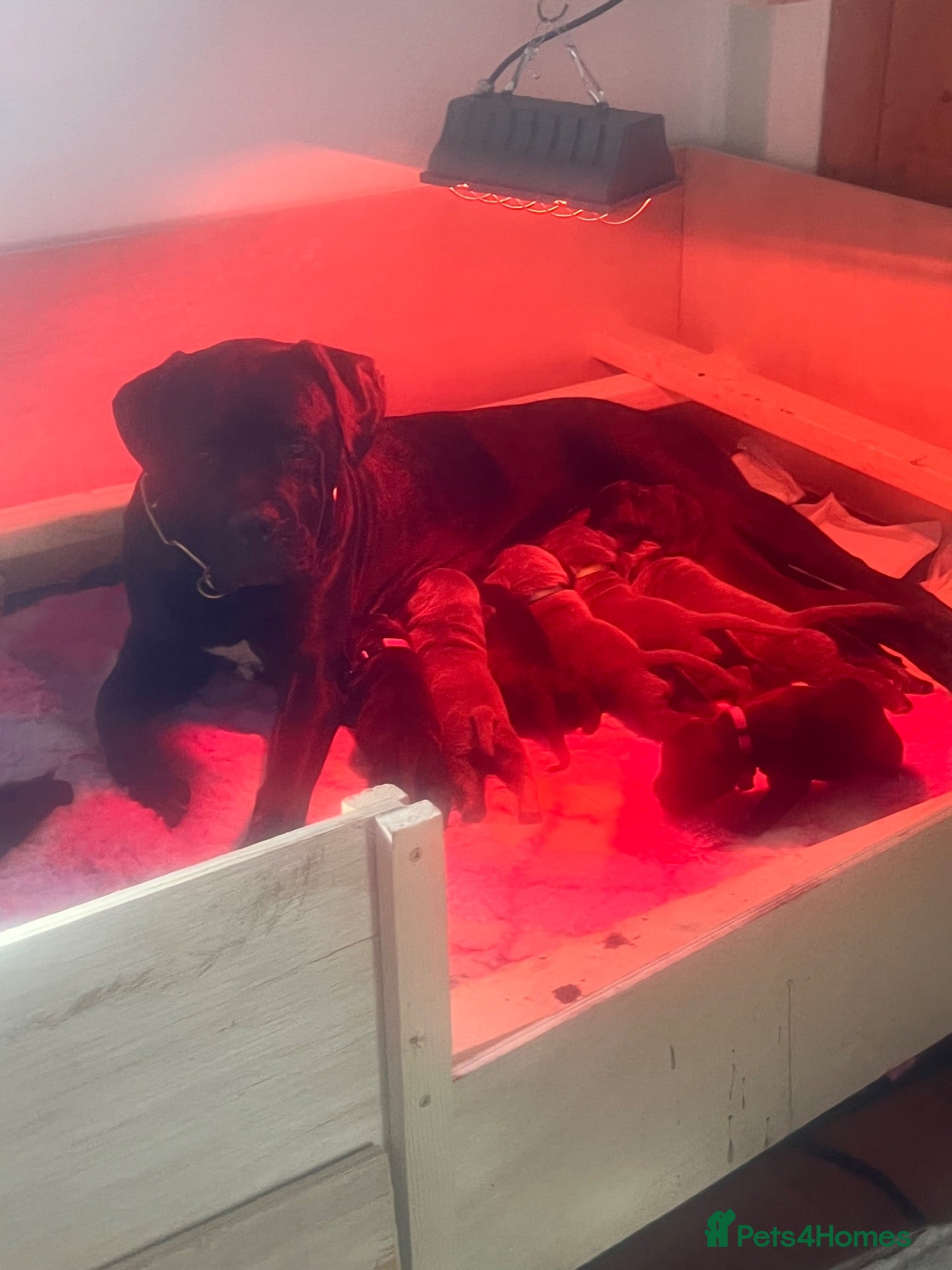 Cane Corso dogs EXCEPTIONAL CANE CORSO PUPPIES - Advert 2