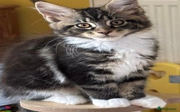 Maine Coon cats for sale: Beautiful Maine Coon Kitten - Champion Lines - Image 10