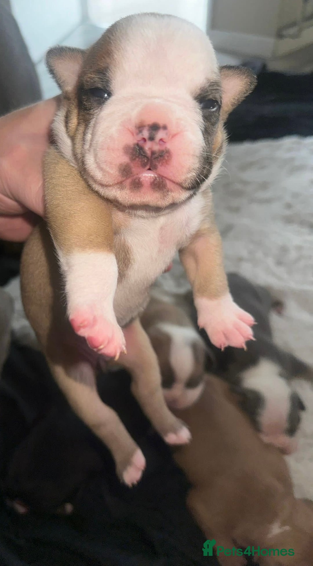 Olde English Bulldogge dogs for sale: Olde English Bulldogge Puppies  - Image 28