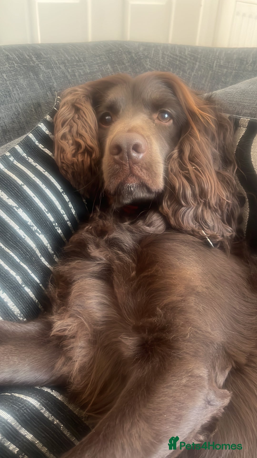 Cockapoo dogs for sale: Cockerspaniel - Advert 6