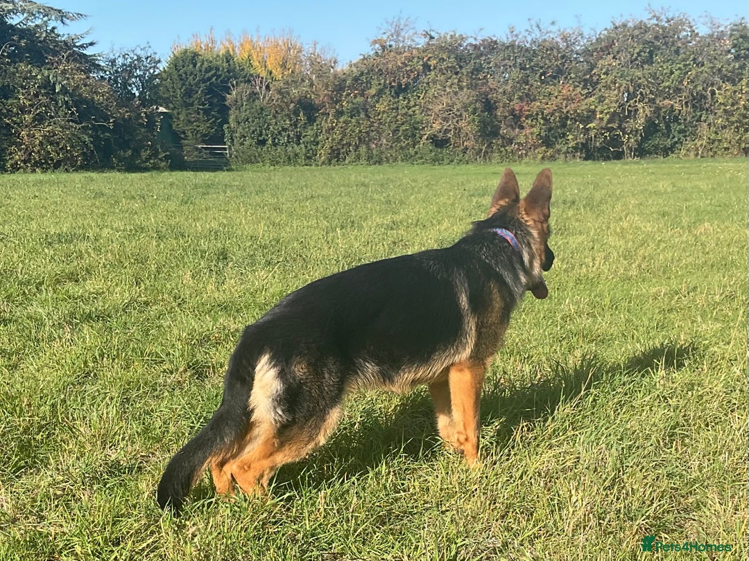 German Shepherd dogs for sale: 25 years experience breeding German Shepherds  - Image 6