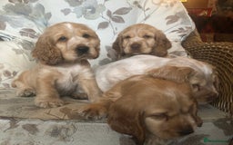 Cocker Spaniel dogs for sale: 4 stunning cocker spaniel puppies  - Image 7