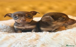 Jack Russell dogs for sale: Stunning Much Wenlock puppies  - Image 1