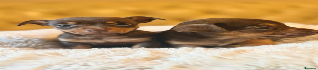 Jack Russell Puppy 4