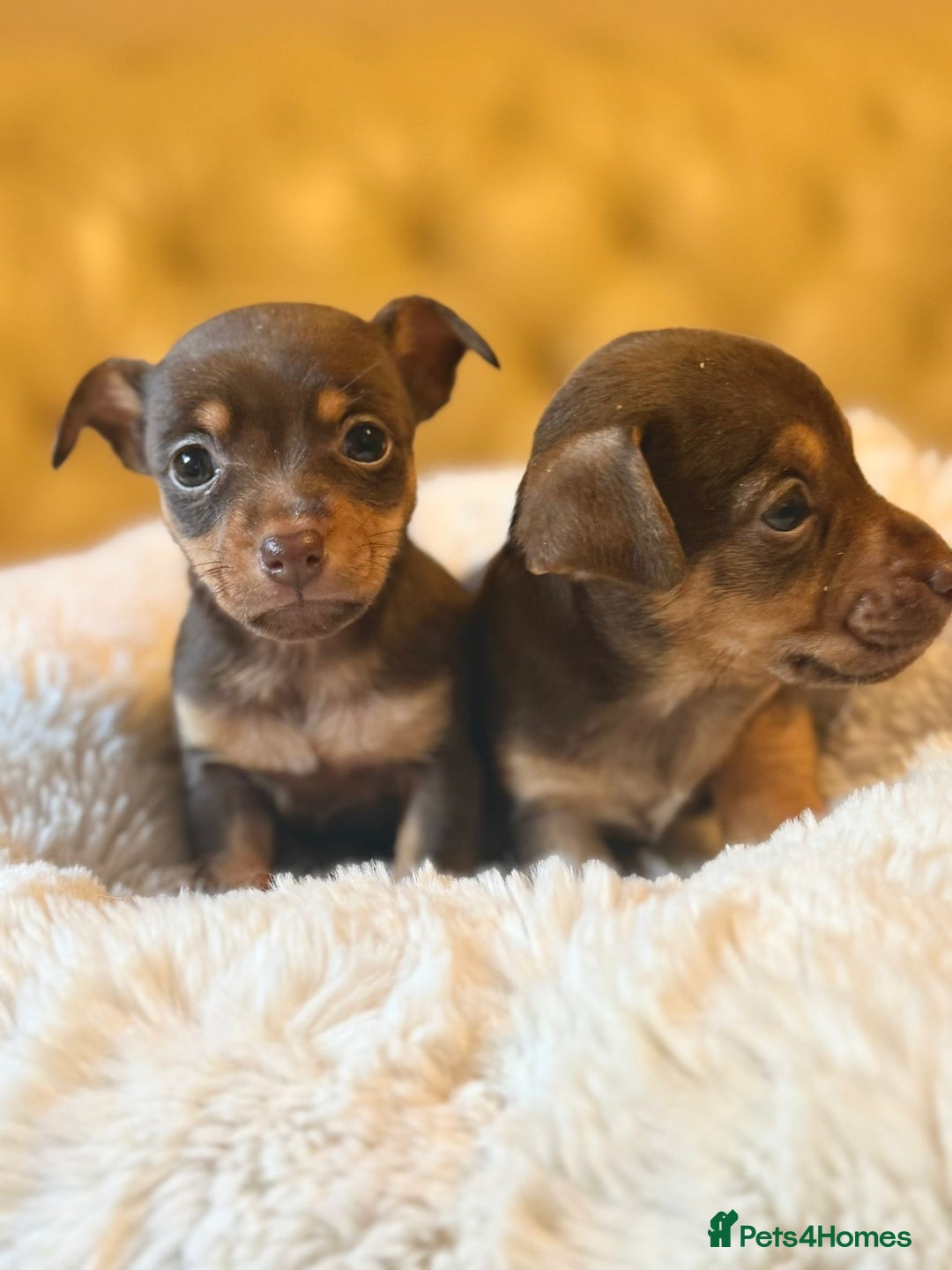Jack Russell dogs for sale: Stunning Much Wenlock puppies  - Image 1