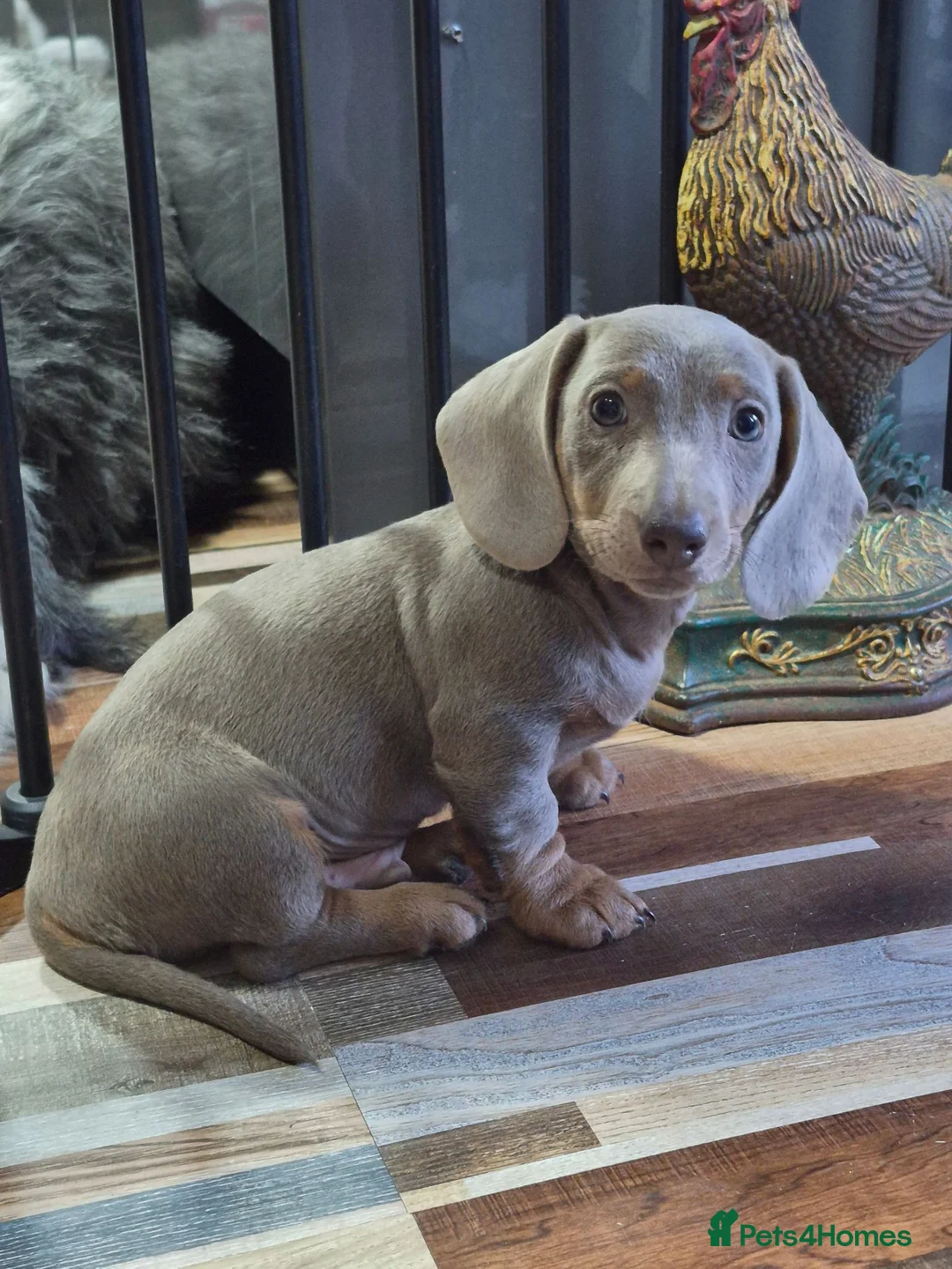Miniature Dachshund dogs for sale: Stunning Isabella & Tan Boys Ready Now! 🐾 in Chesterfield - Advert 2