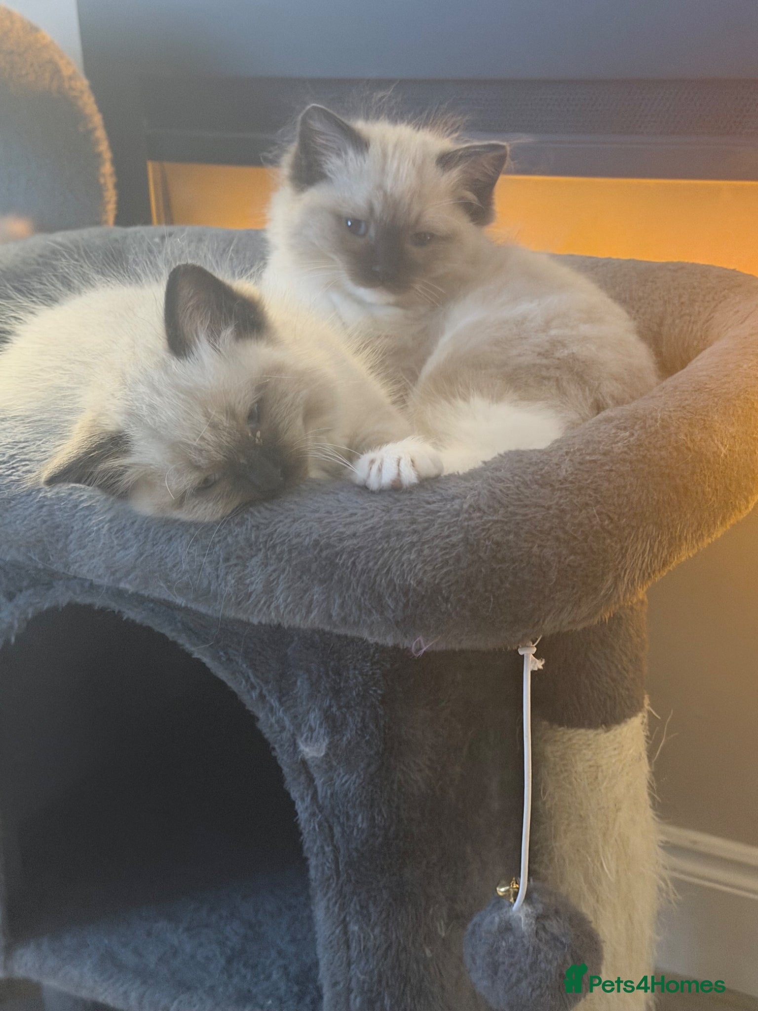 Ragdoll cats Boy Ragdoll kittens  - Advert 6