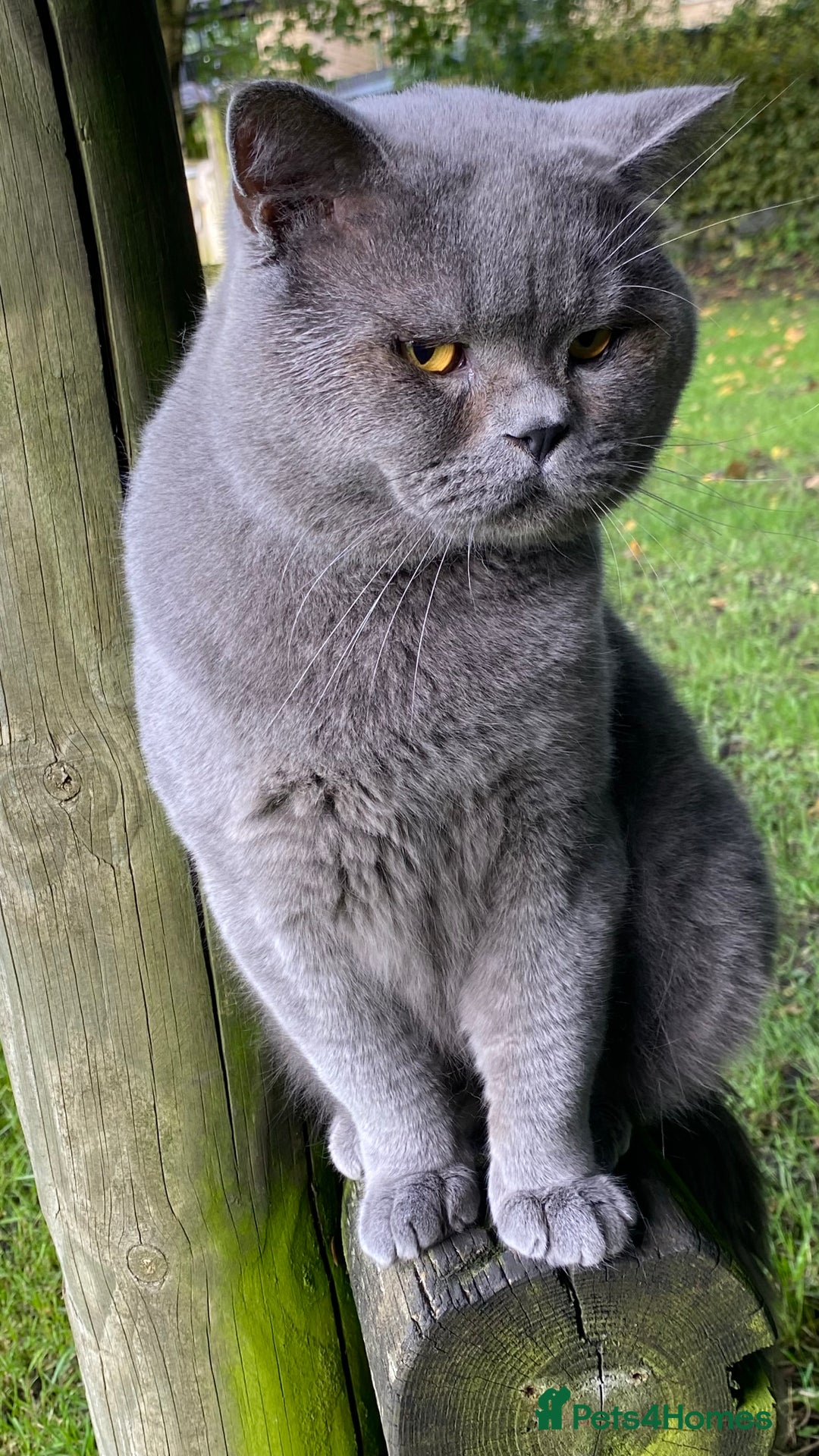 British Shorthair cats for stud: Meet Leo, Active Registered GCCF BHS Stud in Clitheroe - Advert 10