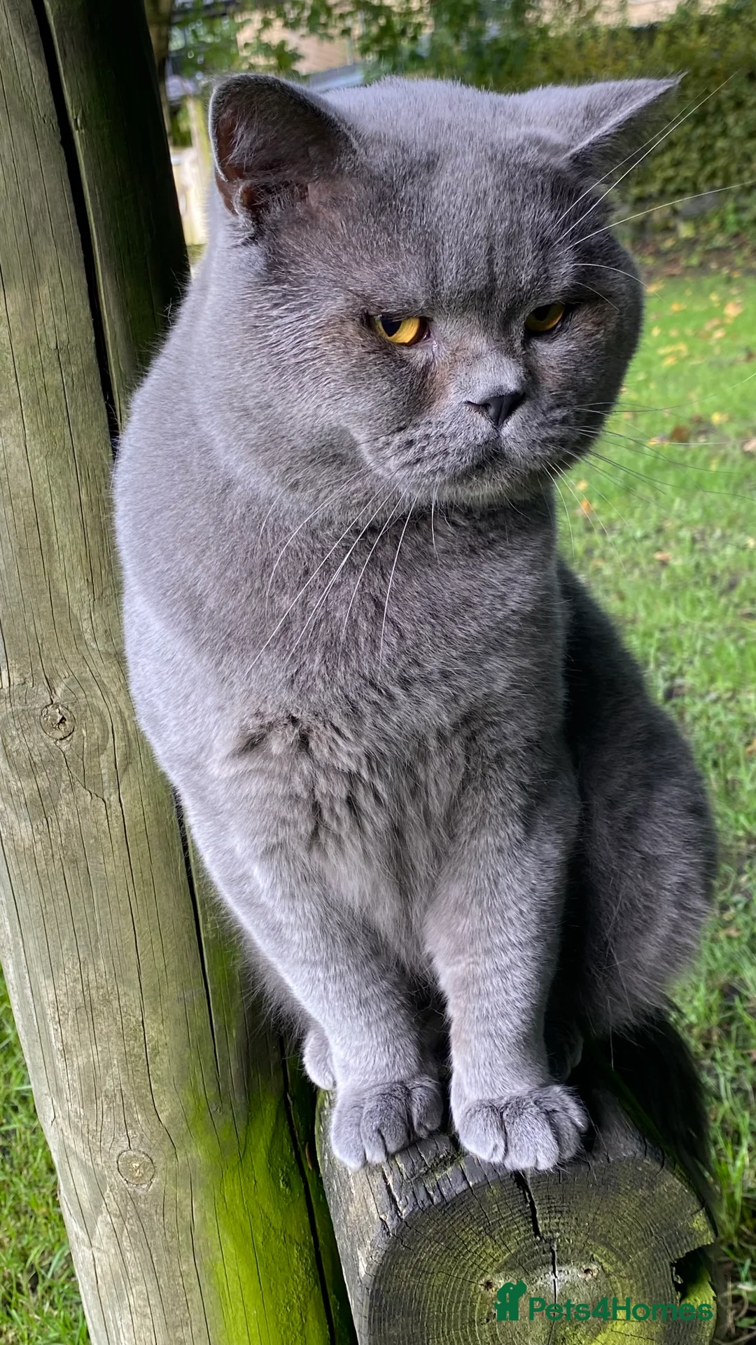 British Shorthair cats for stud: Meet Leo, Active Registered GCCF BHS Stud in Clitheroe - Advert 10