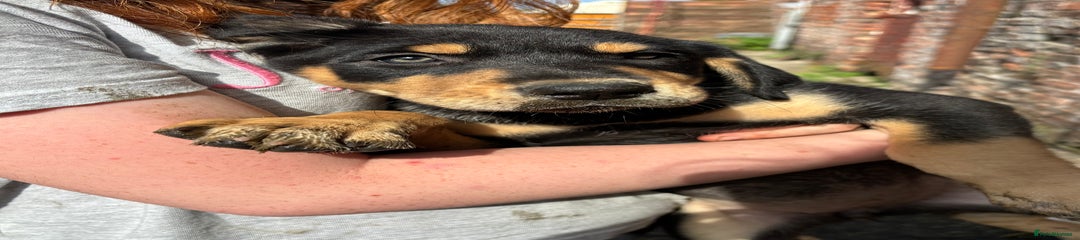 Mixed Breed Puppy 3