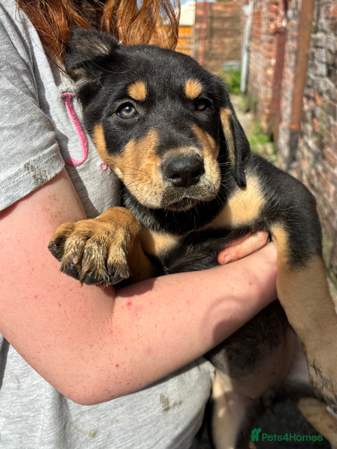 Mixed Breed dogs for sale: Huntaway pups - LAST ONE! - Image 1