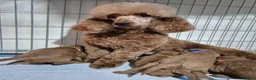 Cavapoo dogs for sale: Beautiful F1 Cavapoo puppies - Advert 18