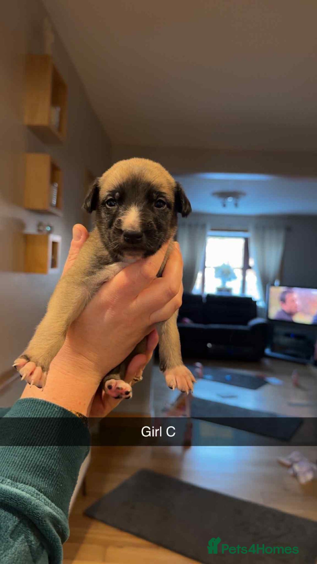 Mixed Breed dogs for sale: Saluki bull greyhound × Belgium malinois  - Advert 5