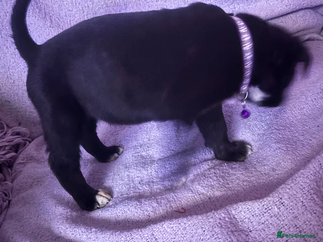 Mixed Breed dogs for sale: 10 beautiful puppies canecorso X huskyakita - Advert 12