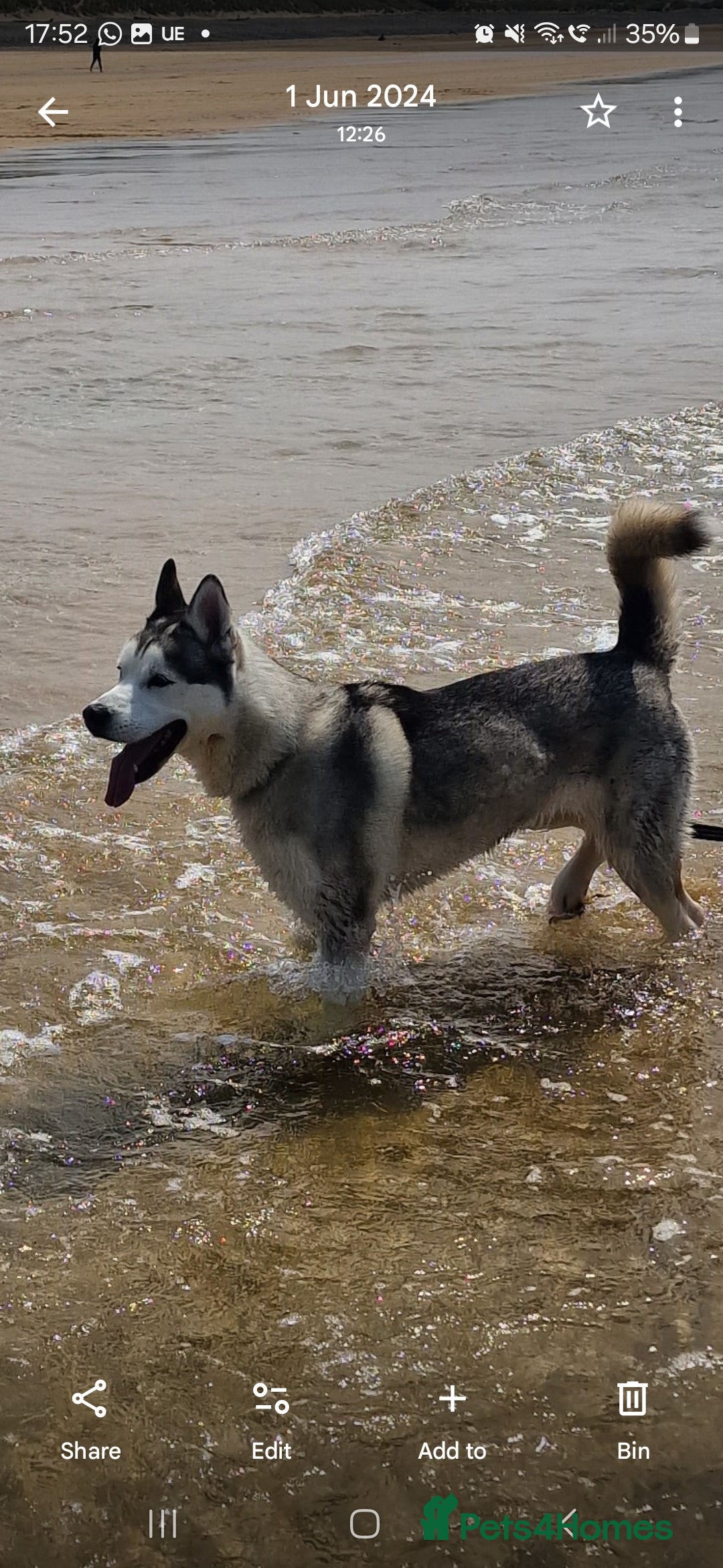 Siberian Husky dogs for sale: Circumstances Forces Sad Sale - Advert 6