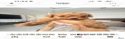Maltipoo dogs for sale: Tiny Maltipoo × Asian Toy Poodle Puppies - Advert 6