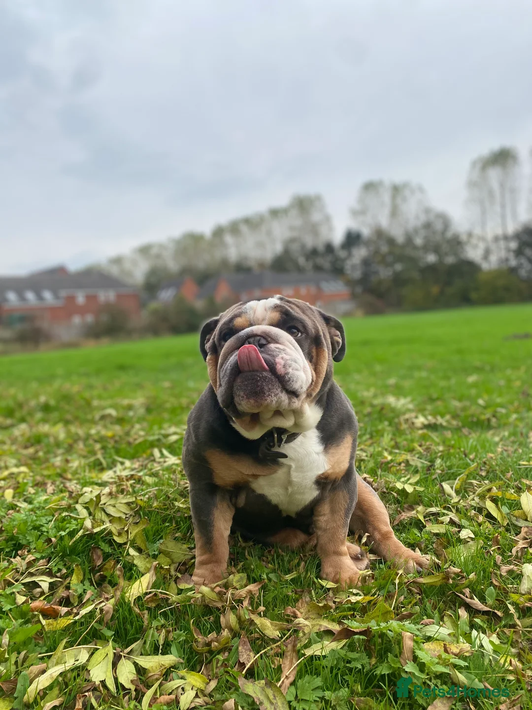 English Bulldog dogs for stud: English Bulldog Stud – Exceptional Temperament - Advert 3