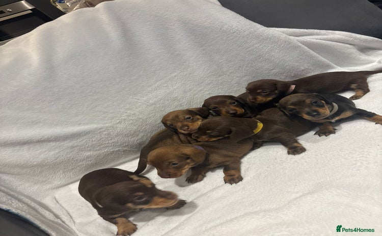 Dachshund dogs - Advert 12