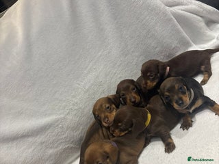 Dachshund dogs - Advert 2