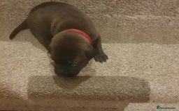 Staffordshire Bull Terrier dogs for sale: Staffordshire Bull Terrior Pups - 9 in total. - Image 33