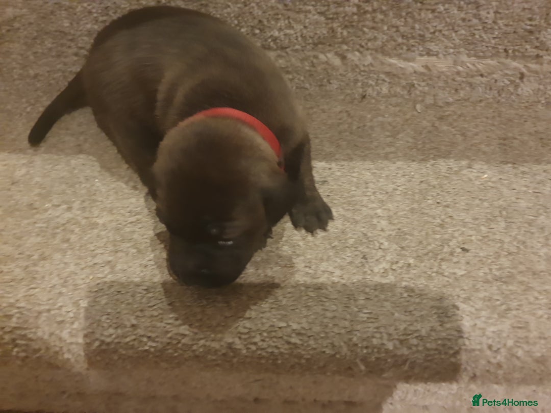 Staffordshire Bull Terrier dogs for sale: Staffordshire Bull Terrior Pups - 9 in total. - Image 33
