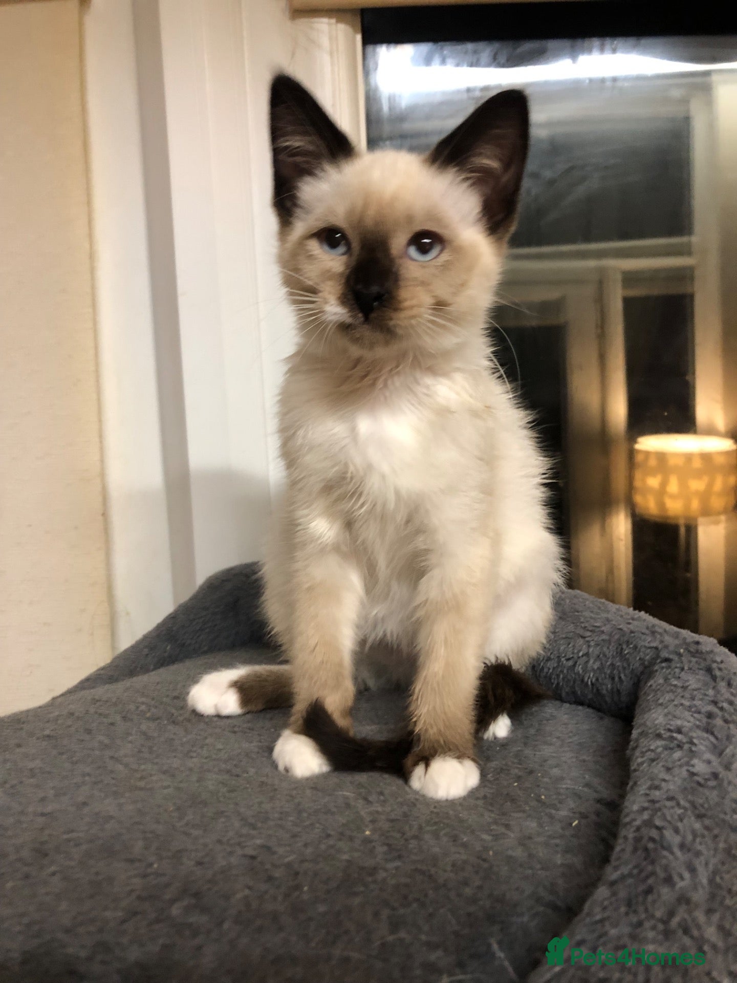 Snowshoe cats for sale: Beautiful snowshoe mixed Norwegian forest  - Advert 3
