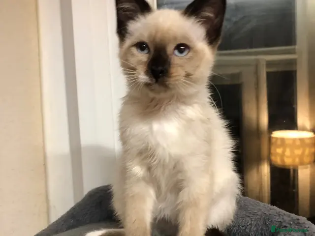 Snowshoe cats for sale: Beautiful snowshoe mixed Norwegian forest - Advert 3