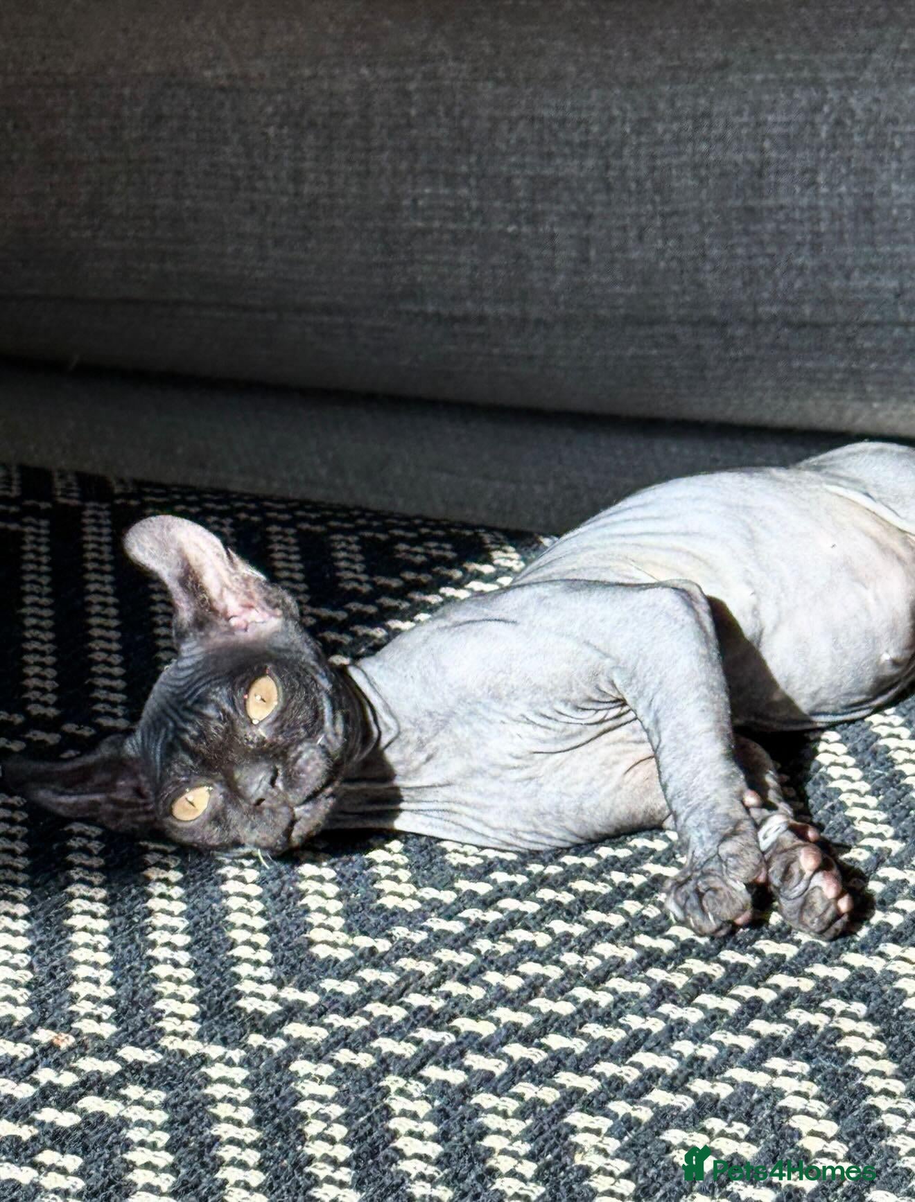 Sphynx cats Elf Sphynx - Advert 2