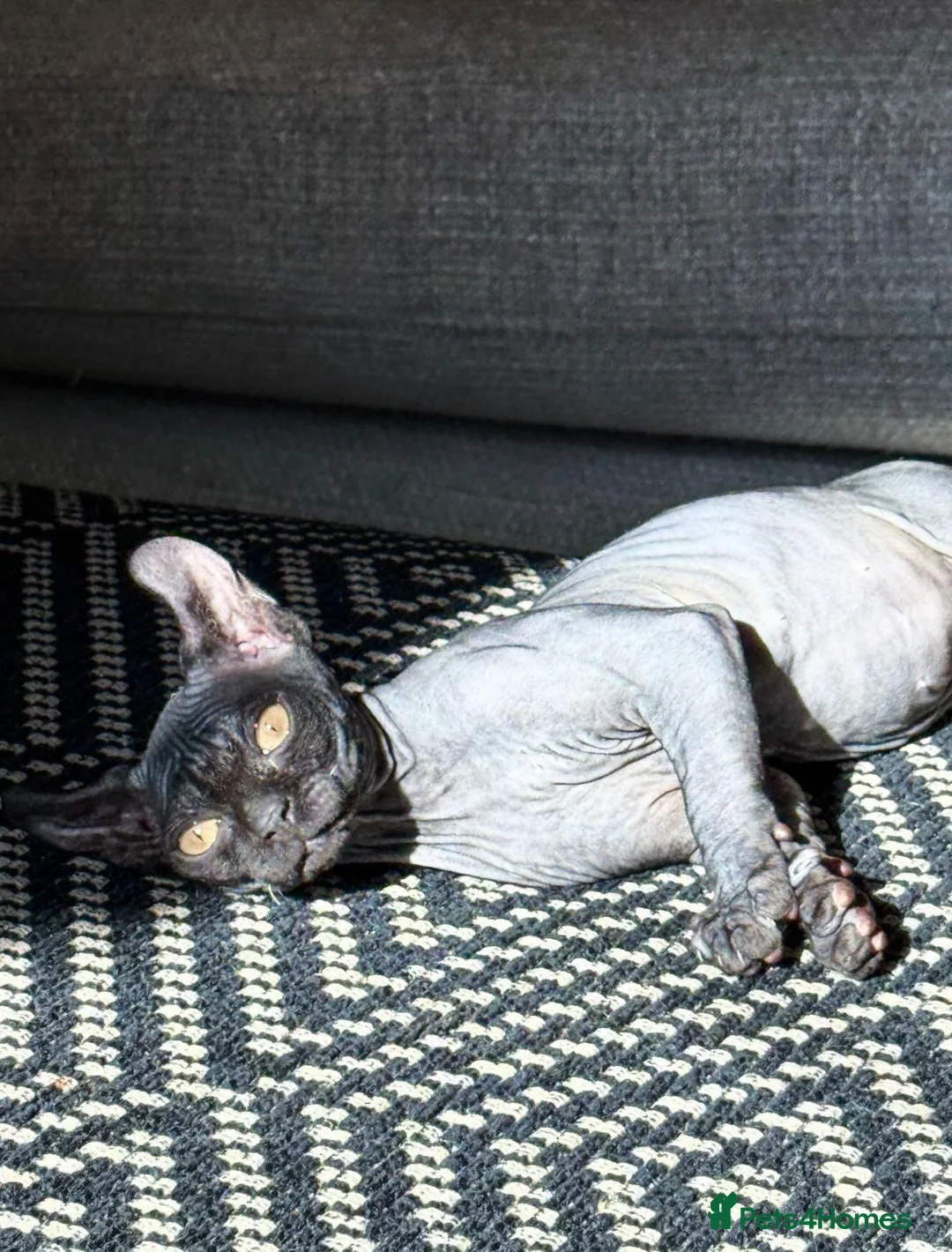 Sphynx cats for sale: Elf Sphynx in Bognor Regis - Advert 2