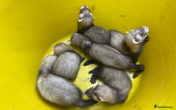 Ferret rodents for sale: Ferret kits for sale  - Image 5