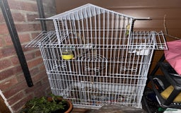 Budgerigars birds for sale: Budgie  - Image 3