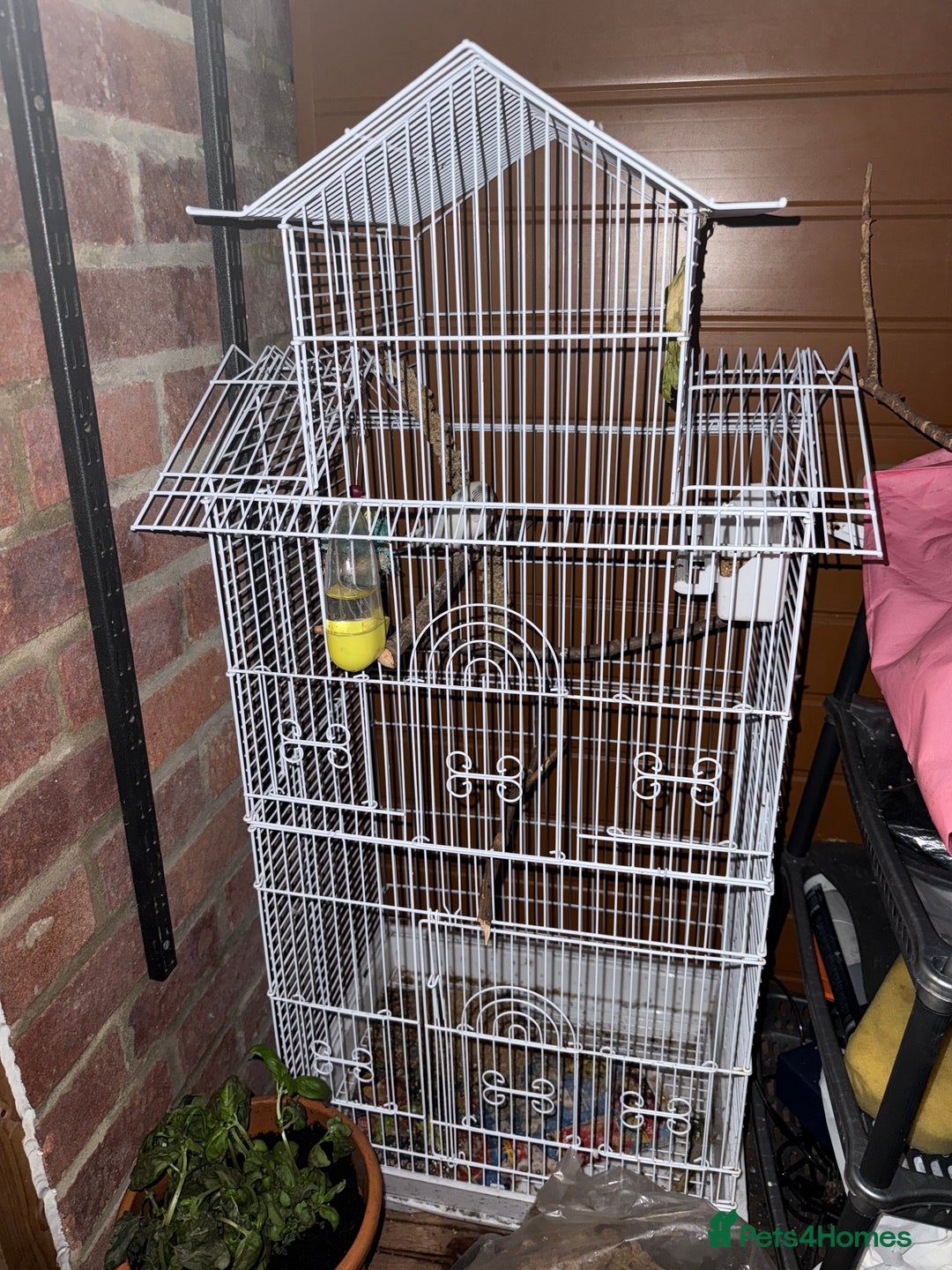 Budgerigars birds for sale: Budgie  - Image 3