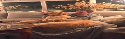 Golden Retriever dogs for sale: Golden Retriever puppies - Advert 12