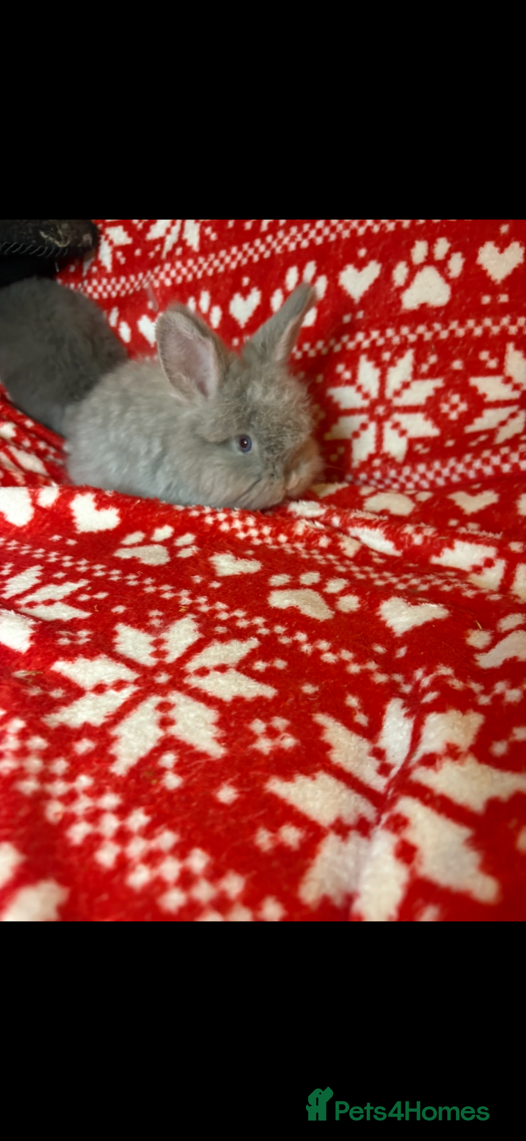 Mini Lop rabbits for sale: Gorgeous little mini lop baby bunnies ready now - Image 12