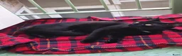 Mixed Breed cats for sale: 4 month old kitten - Advert 2