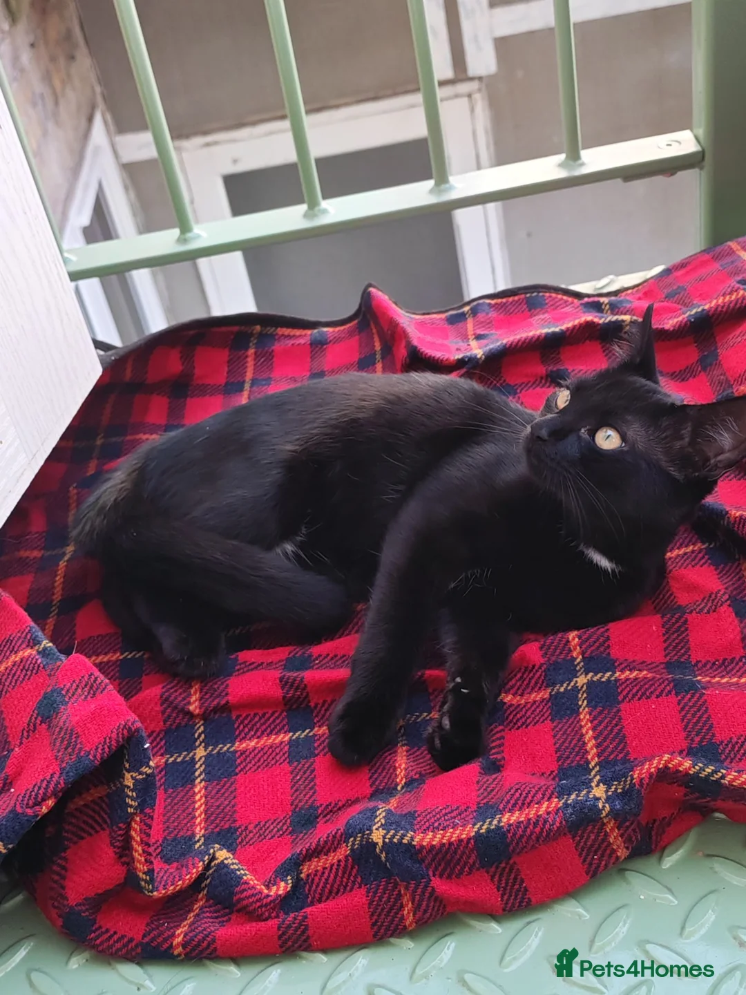 Mixed Breed cats for sale: 4 month old kitten - Advert 2
