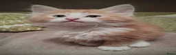 Norwegian Forest Cat cats for sale: Beautiful pedigree Norwegian Forest kittens  - Advert 14