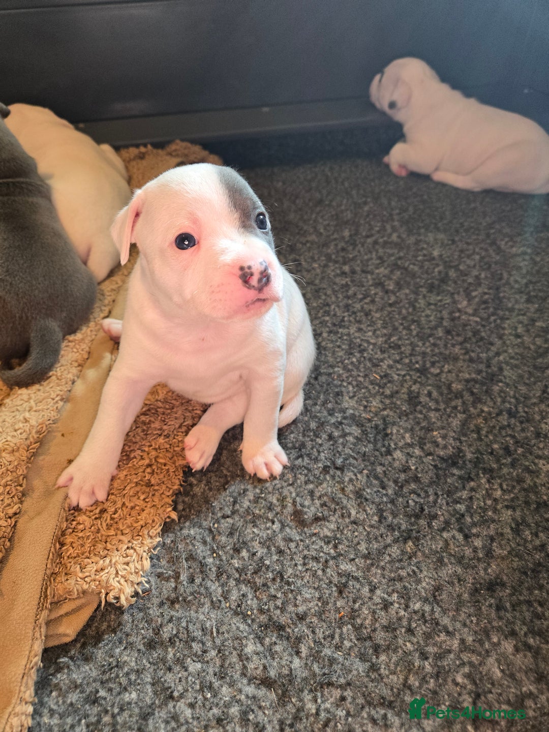 Staffordshire Bull Terrier dogs for sale: VERY RARE WHITE BLUE PIED & BLUE/WHITE SBT'S - Image 10