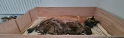 Belgian Shepherd Dog dogs for sale: Belgian Malinois Puppies - Advert 1