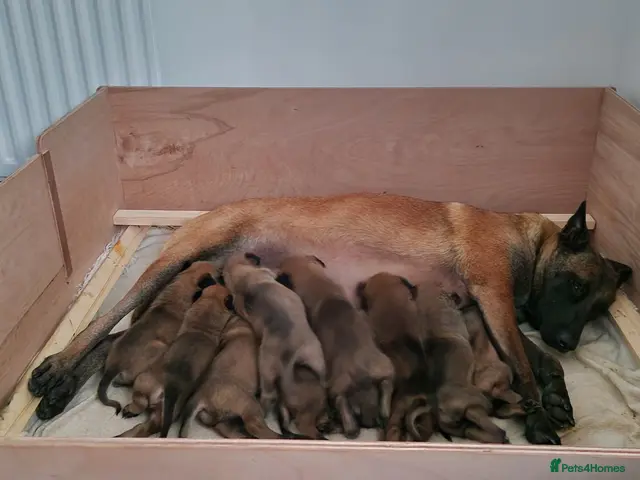 Belgian Shepherd Dog dogs Belgian Malinois Puppies - Advert 3