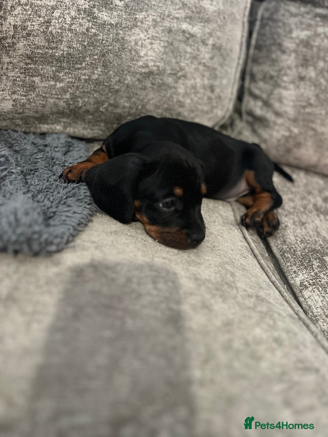 Mixed Breed dogs for sale: Miniature dachshund X French bulldog  - Image 35