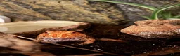 Frog reptiles for sale: Juvenile strawberry pacman frog with full set up in Middlesbrough - Advert 1