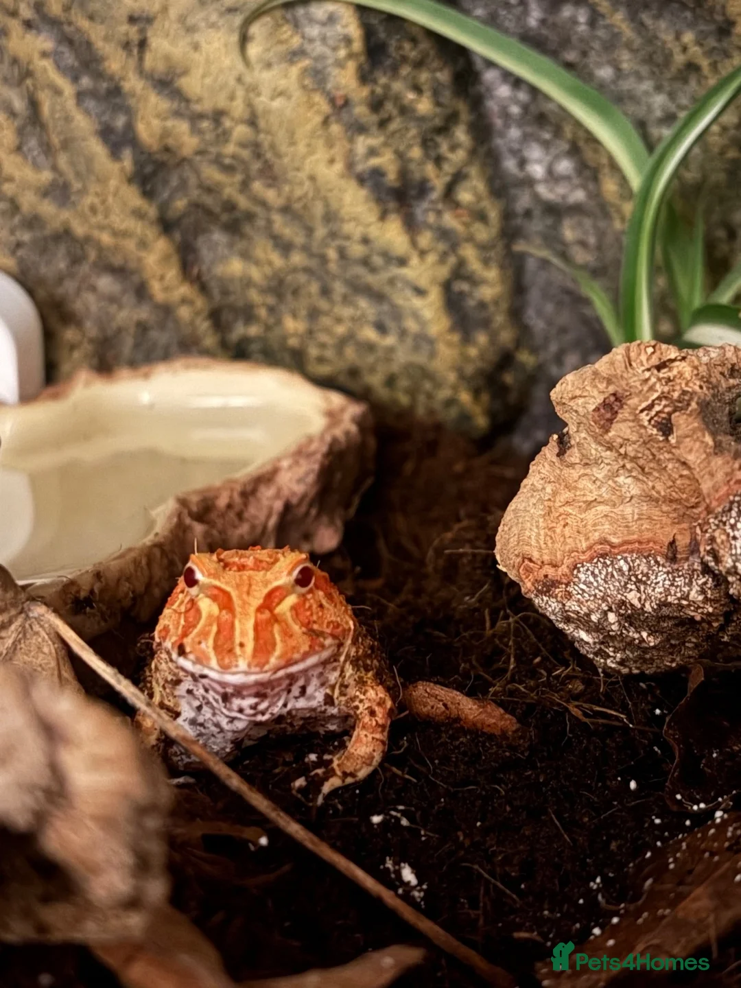 Frog reptiles for sale: Juvenile strawberry pacman frog with full set up in Middlesbrough - Advert 1