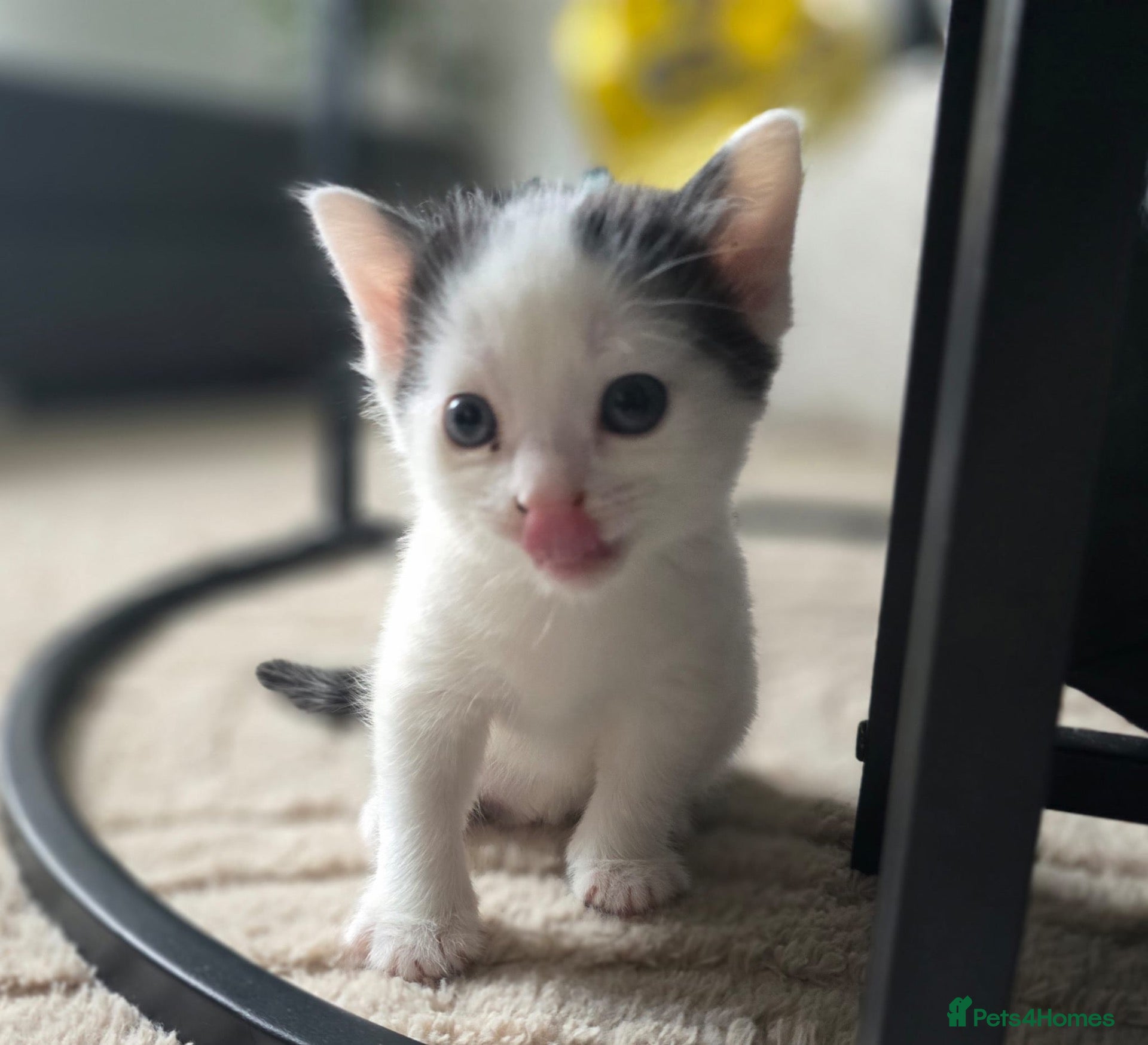 Domestic Shorthair cats Beautiful Male kitten  - Advert 9