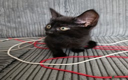 Domestic Shorthair cats for sale: cute mix breed kittens - Image 10