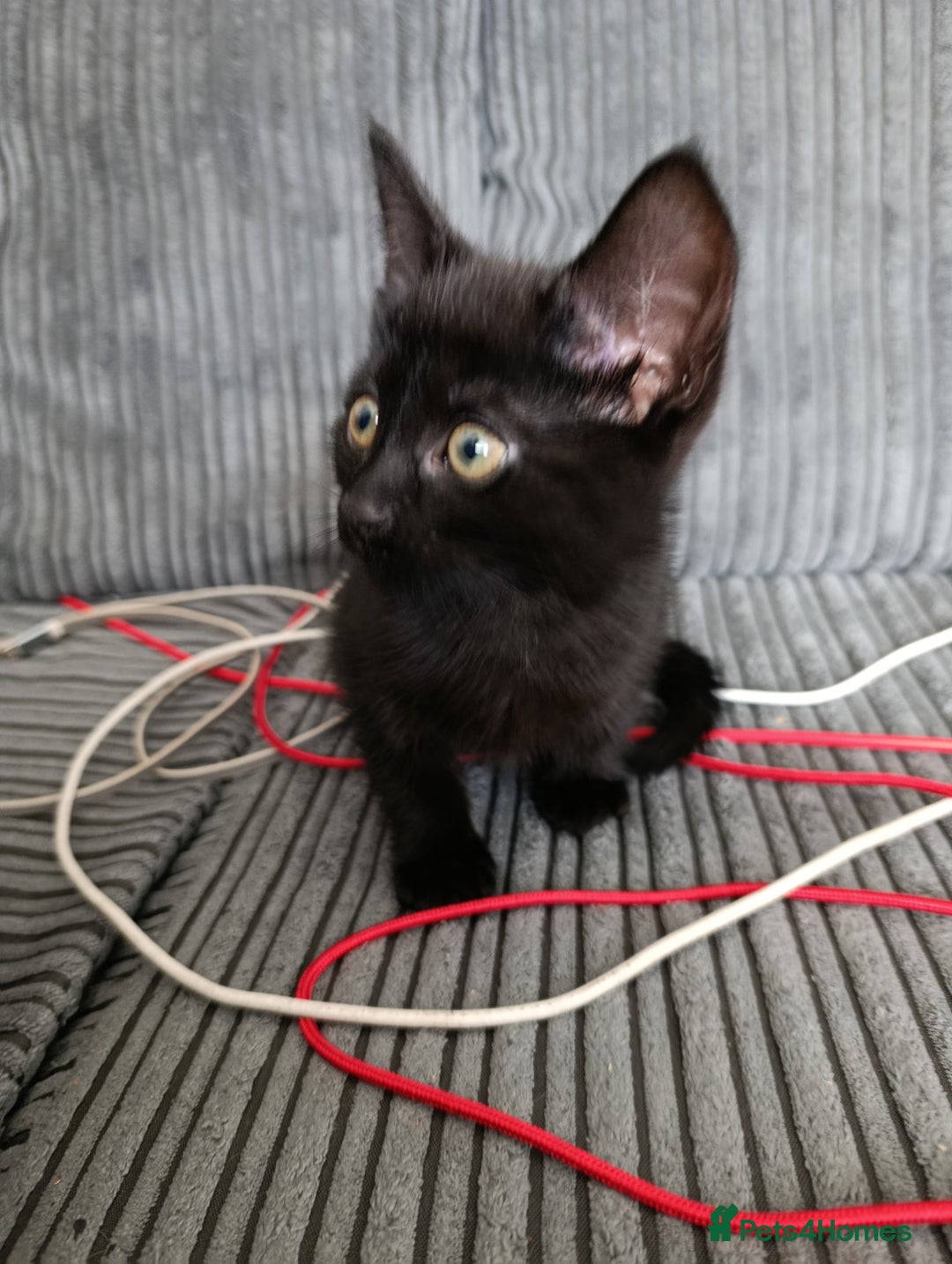 Domestic Shorthair cats for sale: cute mix breed kittens - Image 10