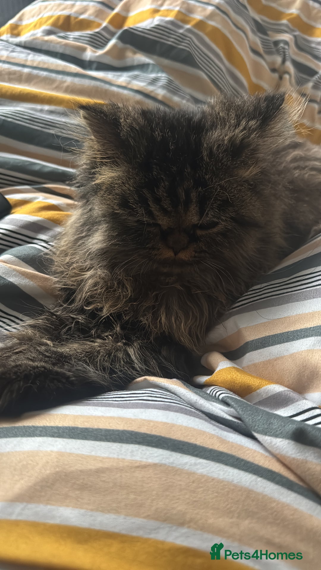 Persian cats for stud: Persian boy for stud duties  - Advert 2