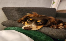 Sprocker dogs for sale: Male Sprocker needing new home - Advert 3