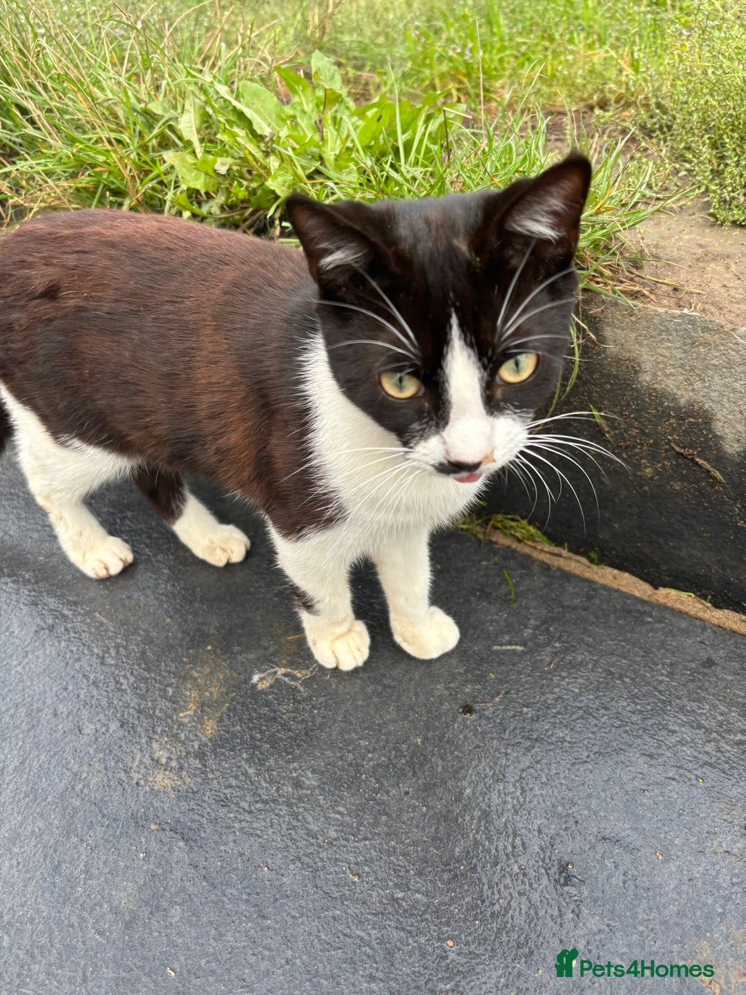 British Shorthair cats for sale: Brother and sister need rehoming  - Image 3