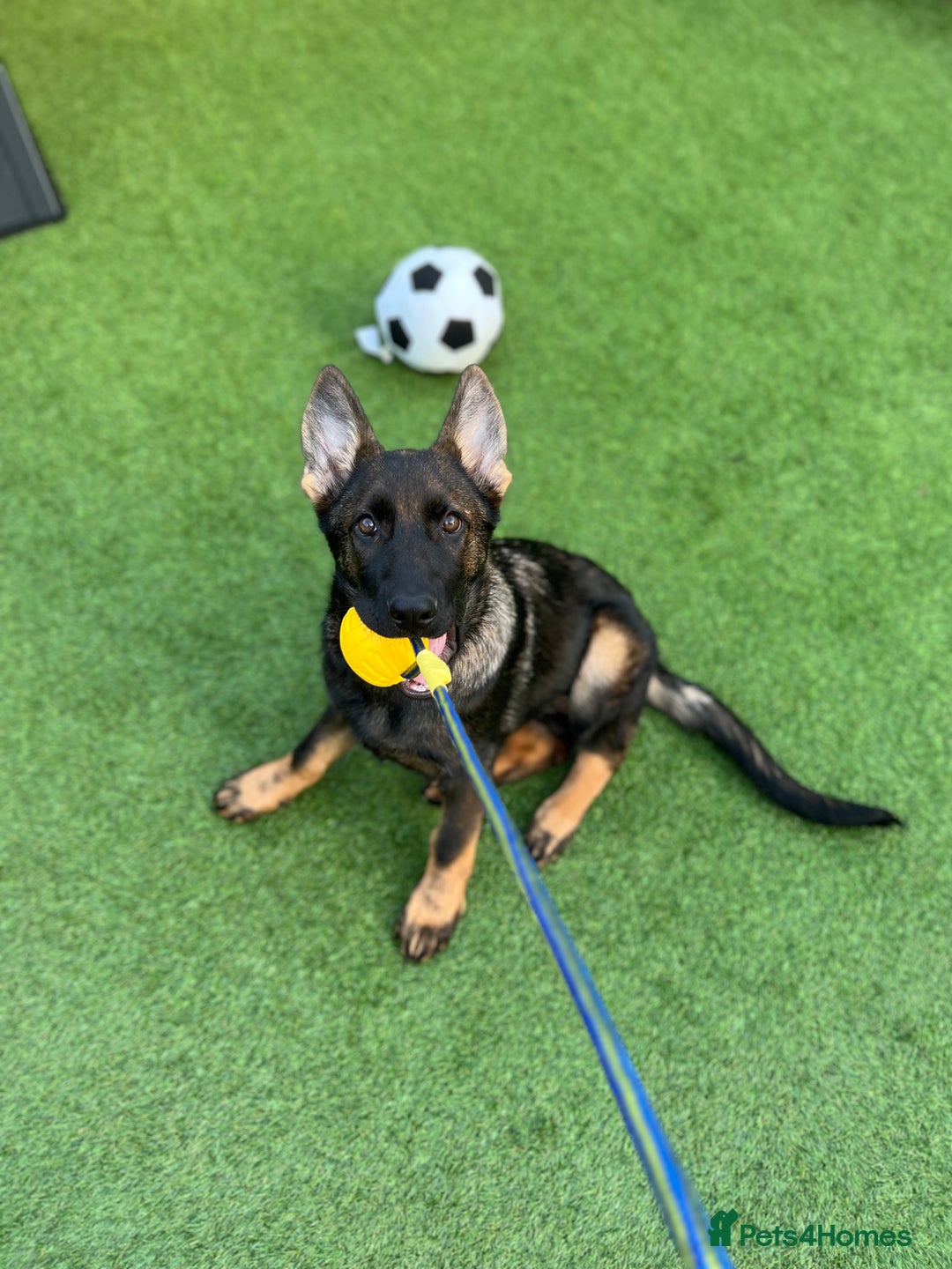 German Shepherd dogs for sale: Female German Shepherd - working line - Advert 34